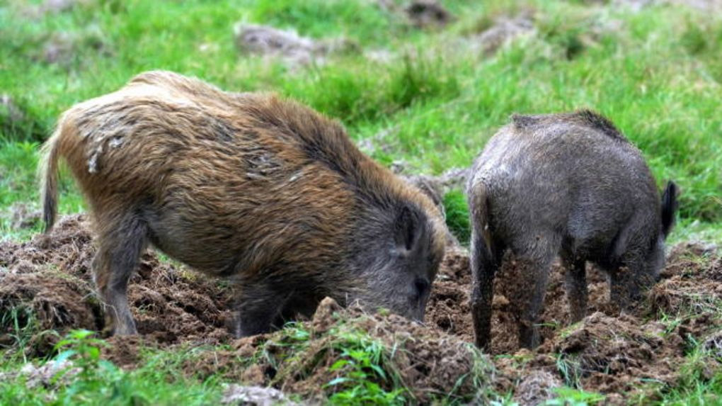 Moselle : prolongation de la chasse aux sangliers jusqu’au 14 avril