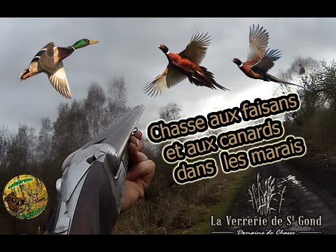 Vidéo : chasse aux canards et aux faisans à la verrerie de Saint-Gond