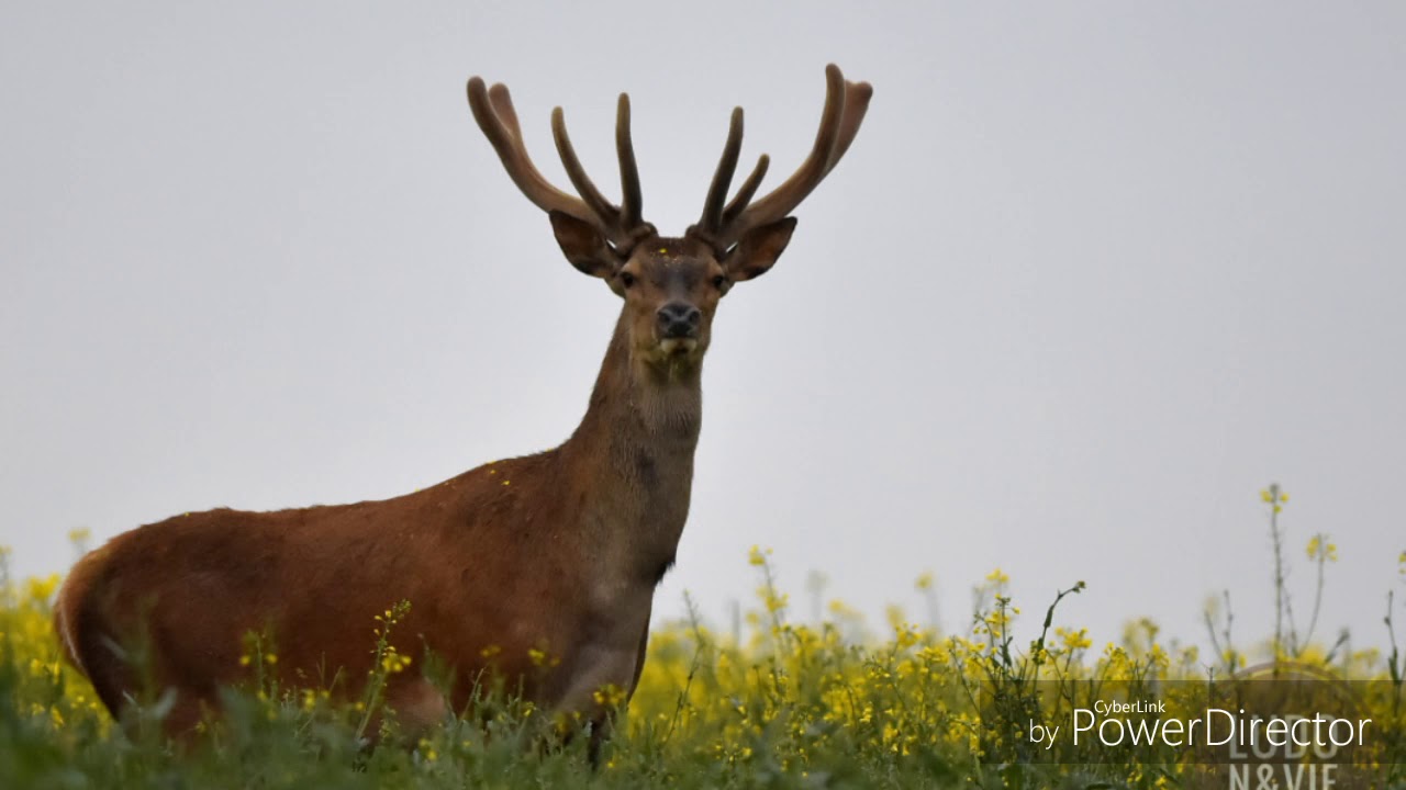 Vidéo : diaporama cerf en velours