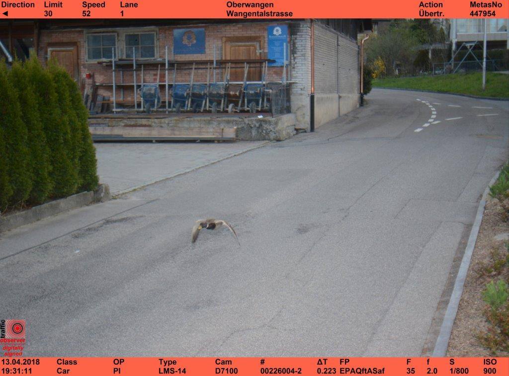 Suisse : un canard flashé à 52 km/h