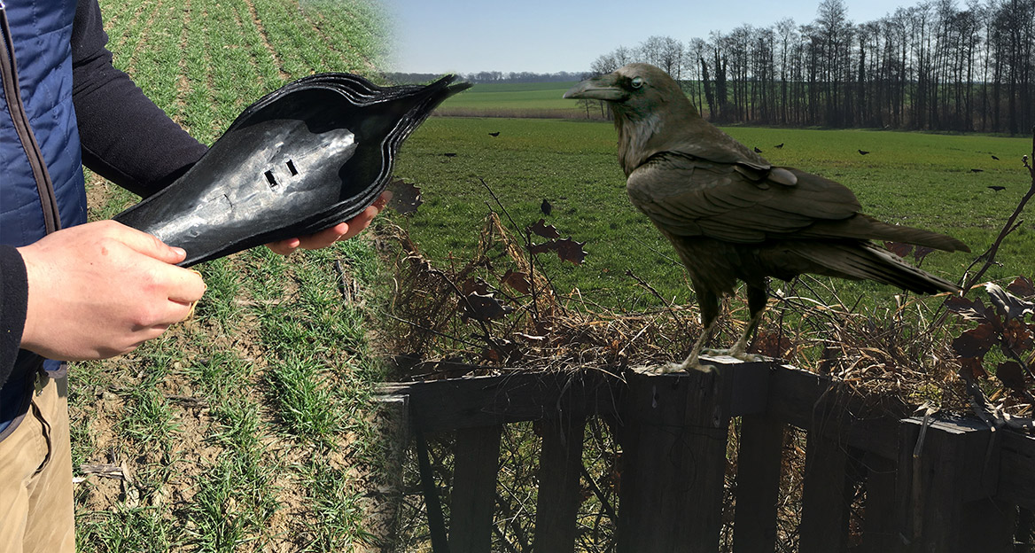 Tout savoir sur la chasse aux corvidés