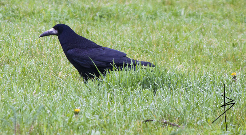 Un corbeau freux