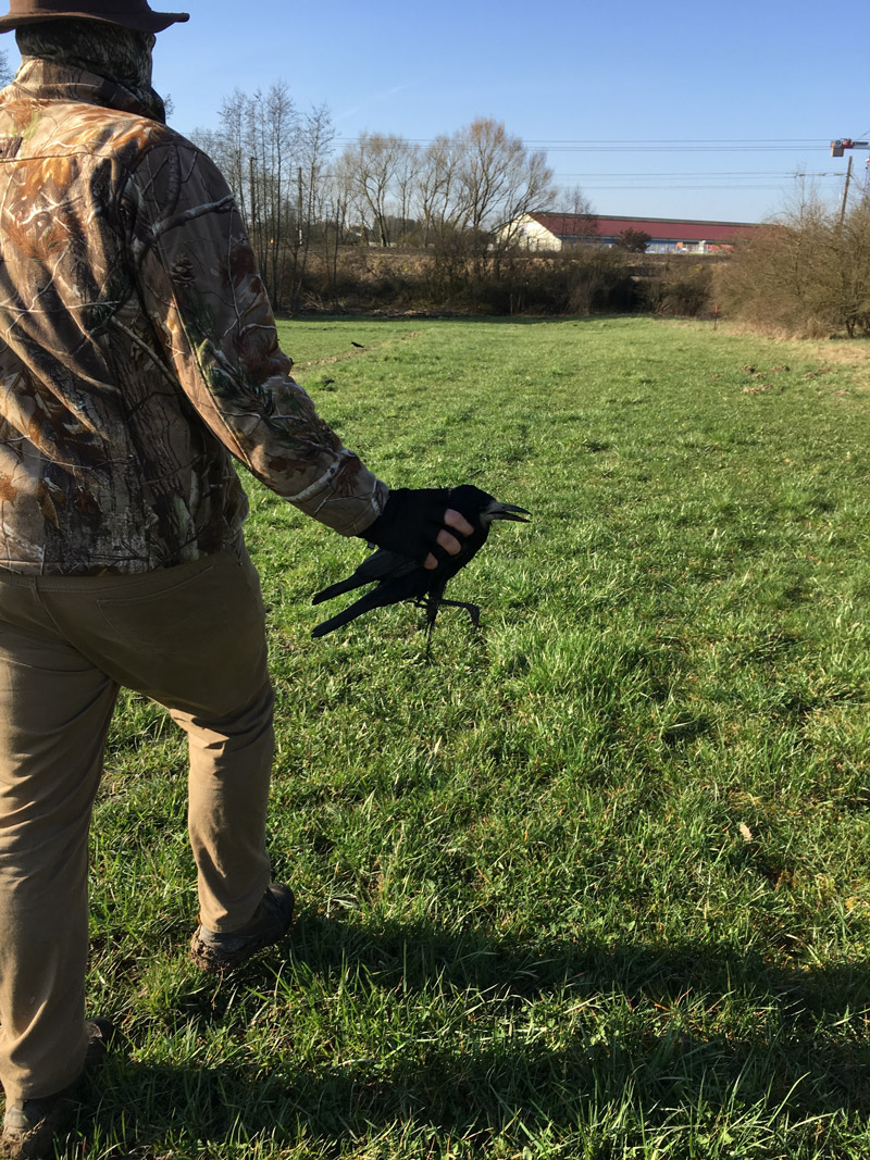 Les appelants vivants de corbeaux sont autorisés à la chasse