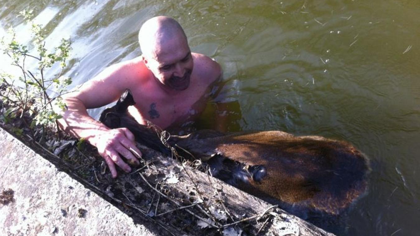 Un homme sauve un chevreuil de la noyade