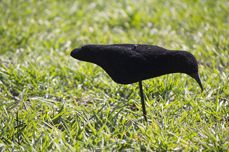 Coquille de corbeau floquée