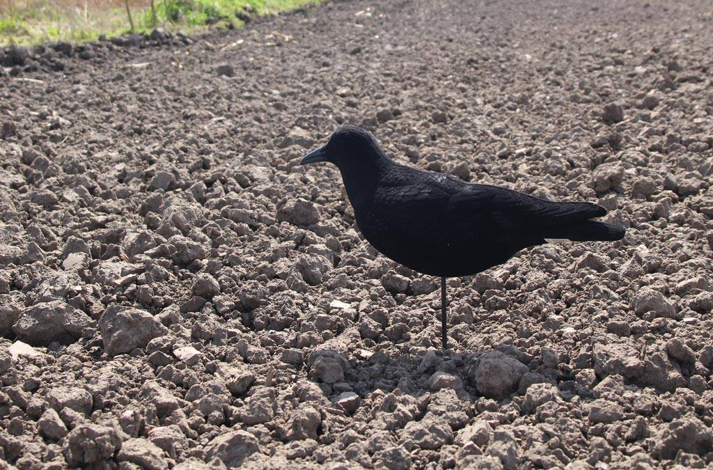 Forme pleine de corbeau