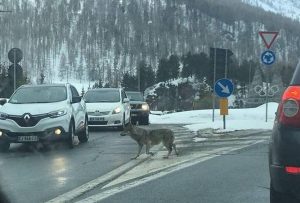 Un loup photographié au milieu d’un rond-point à quelques kilomètres de Briançon