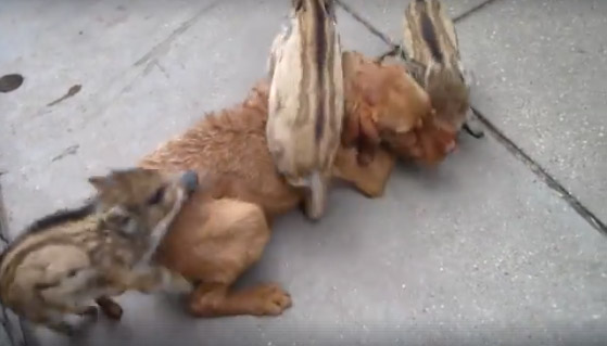 Vidéo : 3 marcassins et un chien de chasse meilleurs amis !