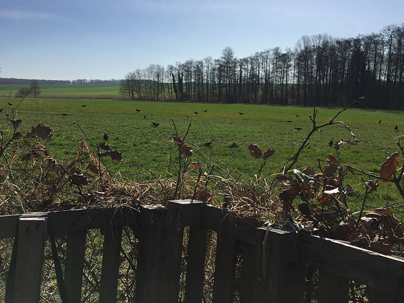 Une bonne chasse aux corbeaux passe par un affût parfait