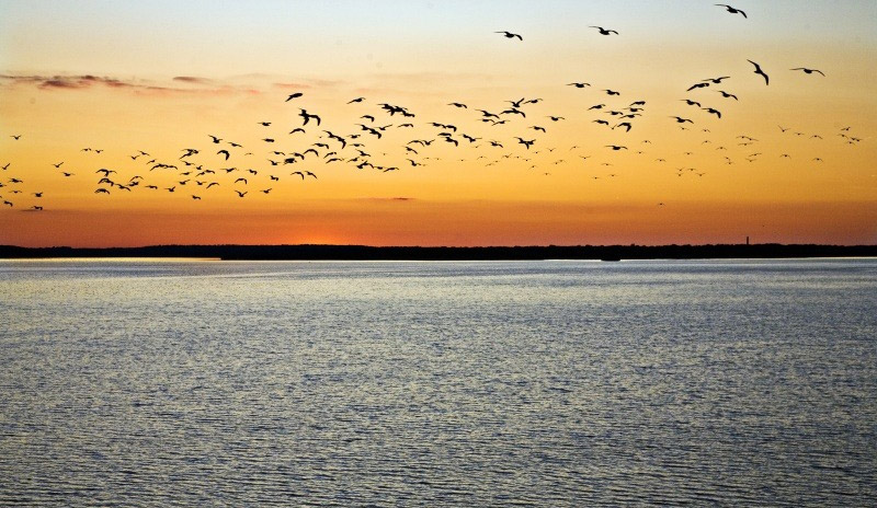 La FRC des Hauts-de-France va lancer un radar ornithologique