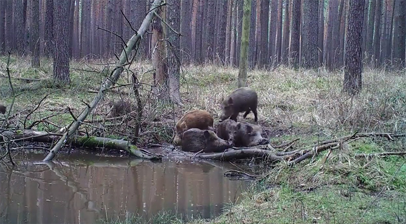 Vidéo : belle compagnie de sangliers qui se souille