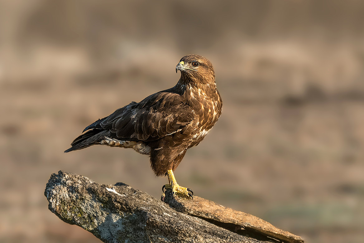 Des promeneurs attaqués par un rapace dans une zone Natura 2000