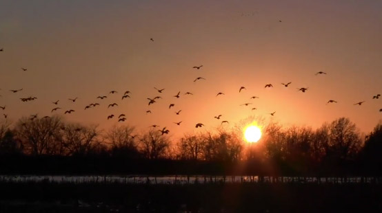 Vidéo : (grosse) compilation chasse aux canards aux USA