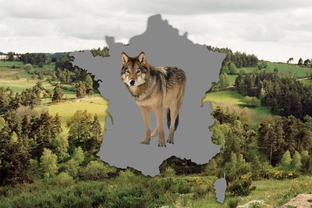 La carte du loup en France : progression de 2013-2018