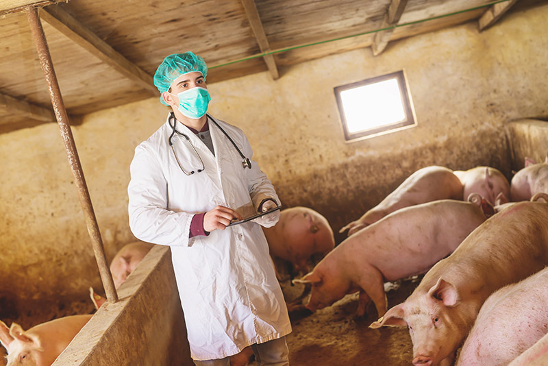 La peste porcine africaine (PPA) est une maladie animale due à un virus qui touche exclusivement les porcs domestiques et les sangliers.