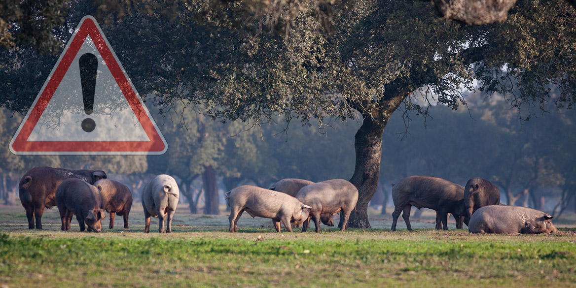 Peste Porcine Africaine, un fléau aux portes de la France