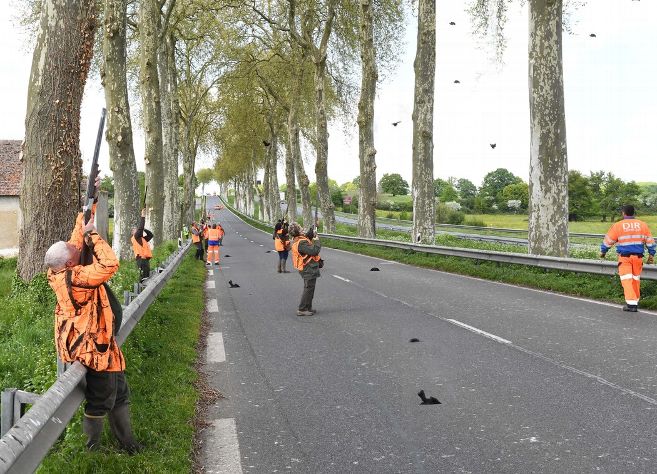 Nièvre : une opération de destruction des corvidés sur la N7