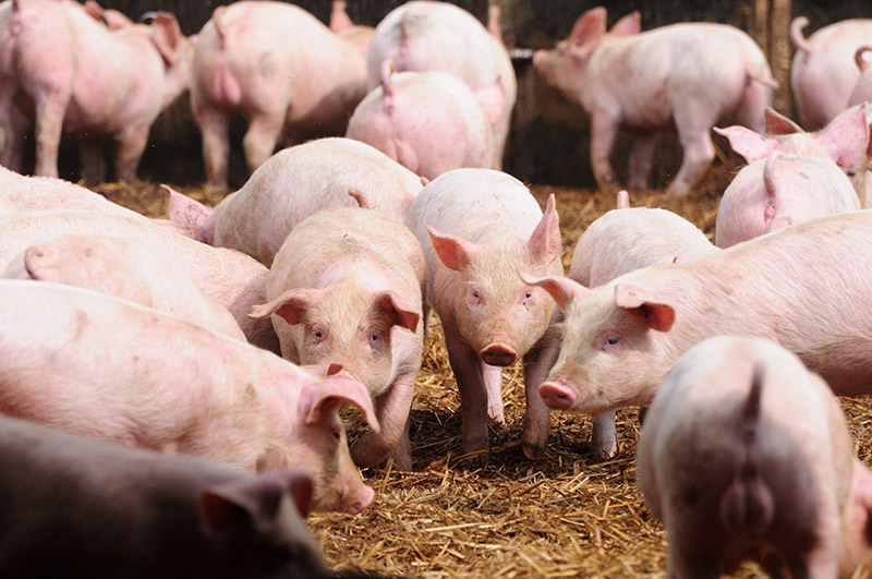 La peste porcine africaine se développe souvent dans les élevages de cochons