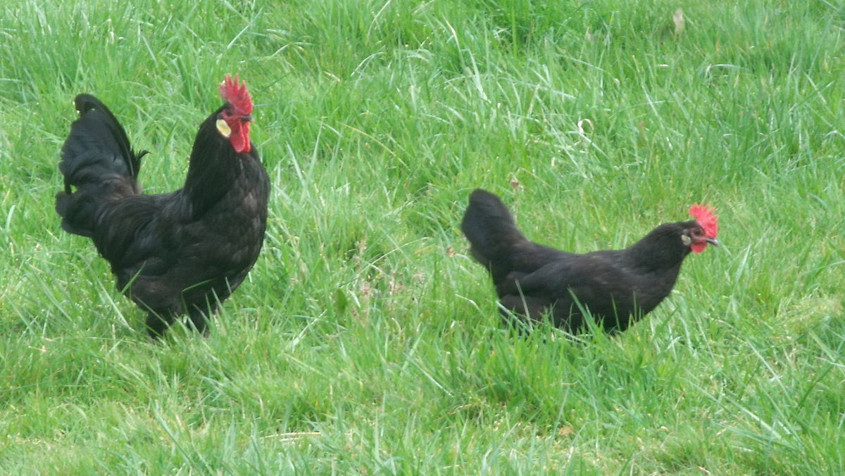 Gironde : des poules mangeuses de tiques !