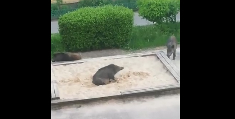 Vidéo : des sangliers jouent dans un bac à sable