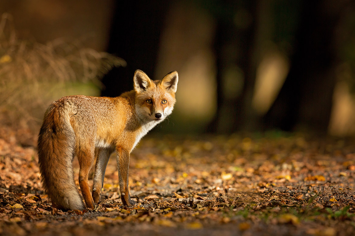 Le renard ne peut plus être tiré de nuit dans l’Aube et la Meurthe-et-Moselle