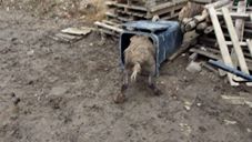 Vidéo : quand un sanglier fait les poubelles