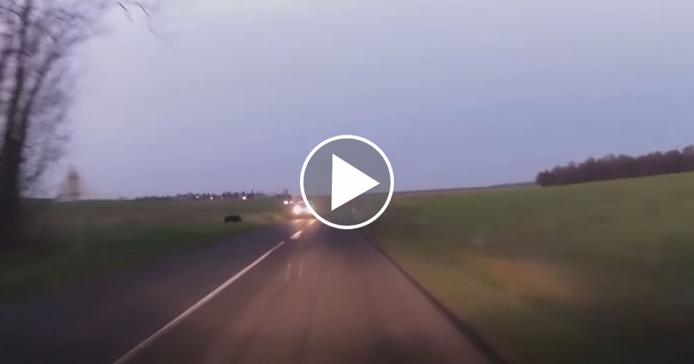 [Vidéo] : violente collision entre une voiture et un sanglier