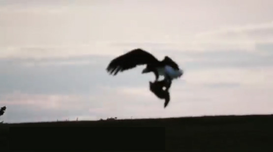 Vidéo spectaculaire : un aigle capture un renard !