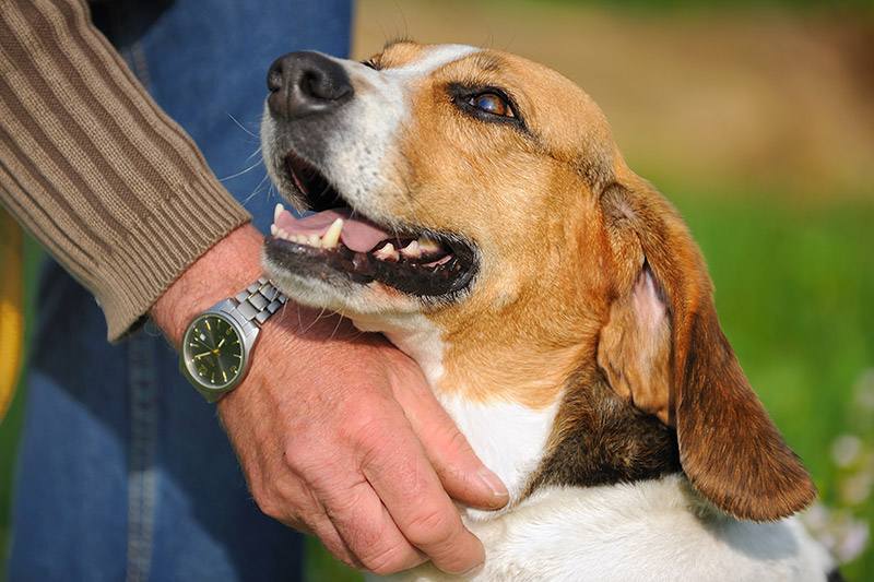 Vidéos : des beagles de laboratoire à adopter