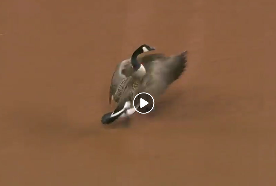 Vidéo : une bernache s’écrase dans un stade de baseball en direct aux USA