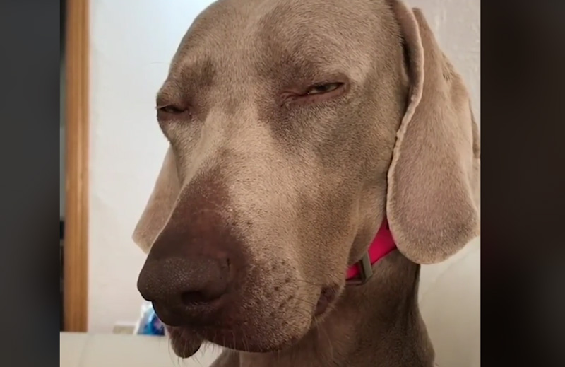 Vidéo : un chien très fatigué !