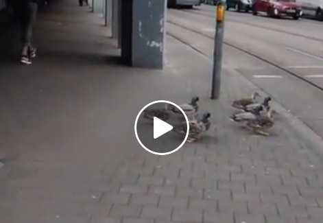 Vidéo : des canards qui attendent le feu vert pour traverser !