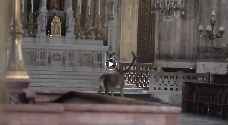 Vidéo : un cerf dans une église