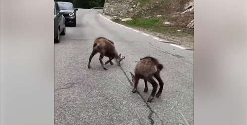 Vidéo : Italie, des chamois viennent lécher la route !