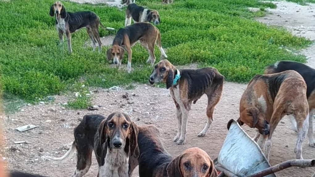 Vienne : 7 chiens de chasse retirés à leur propriétaire.