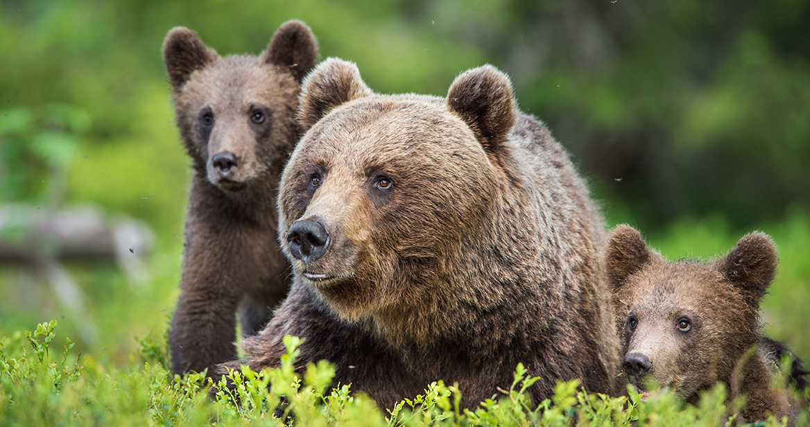 L’Etat mis en demeure de remplacer les ours dans les Pyrénées