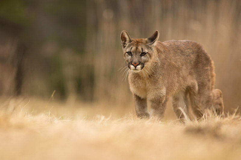 Vidéo : découvrez le cri très particulier d’un puma