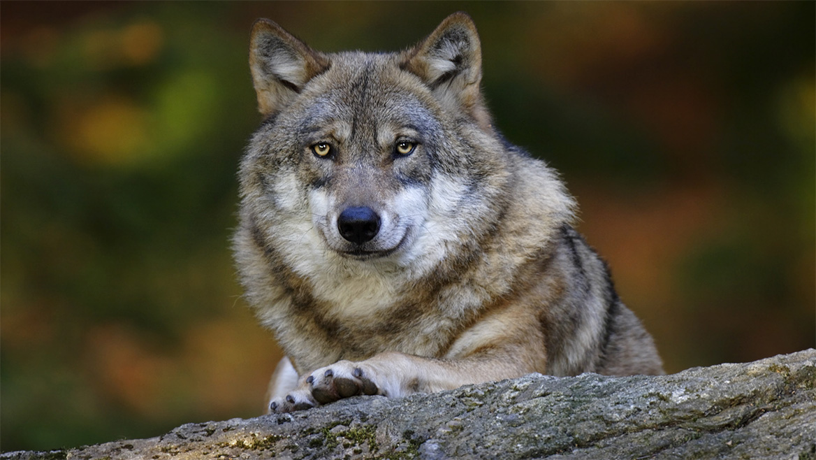 Un loup balte découvert en Lozère