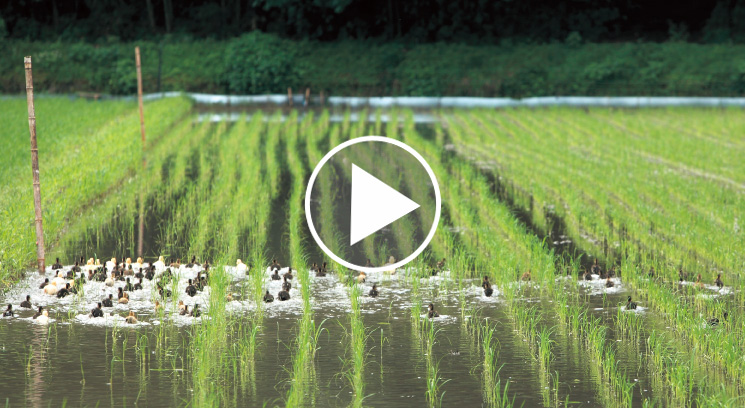 Vidéos : des canards agriculteurs