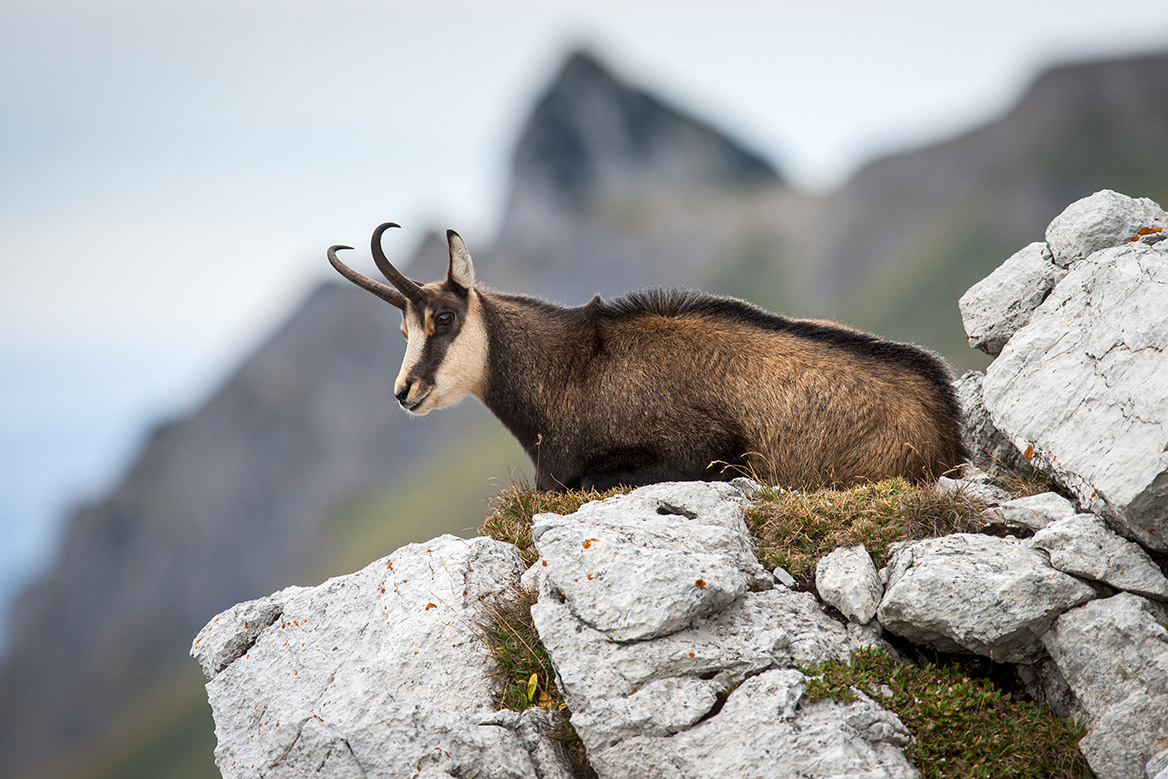 Un joggeur attaqué par un chamois dans le Doubs