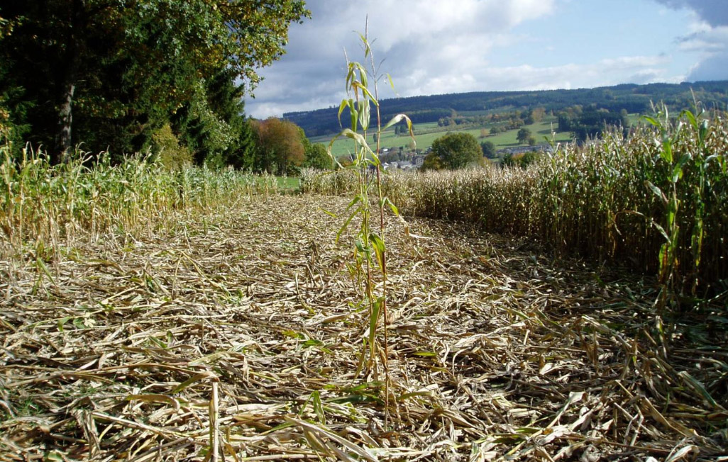 En Ille-et-Vilaine, la colère gronde chez les agriculteurs à cause des dégâts de sangliers