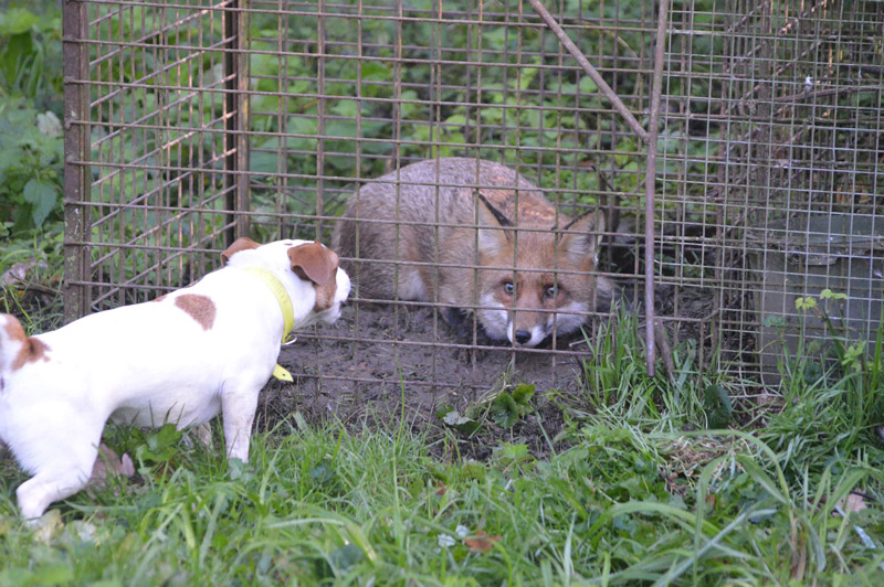 cage pour piéger les animaux