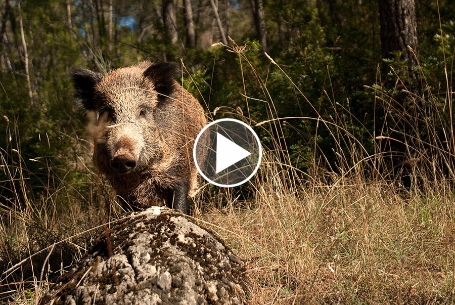 Vidéo : l’incroyable saut d'un sanglier - Chasse Passion