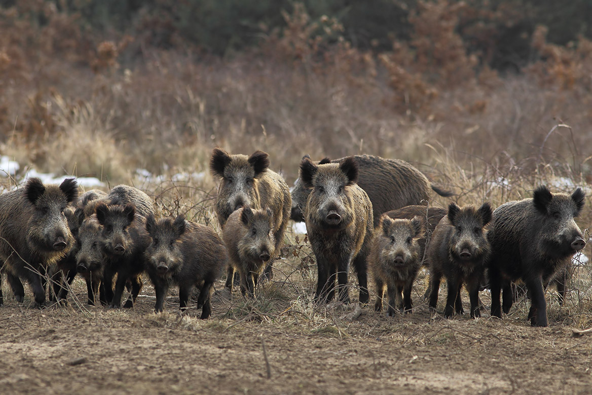 Pour la Fédération Porcine, « les sangliers sont un danger qu’il faut éliminer par des mesures drastiques et immédiates »