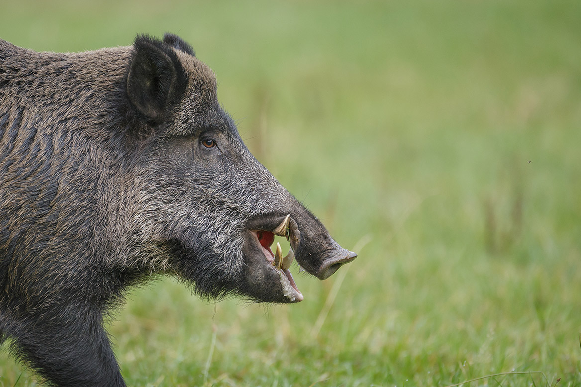 Un chasseur de 60 ans chargé et gravement blessé par un sanglier en Haute-Garonne