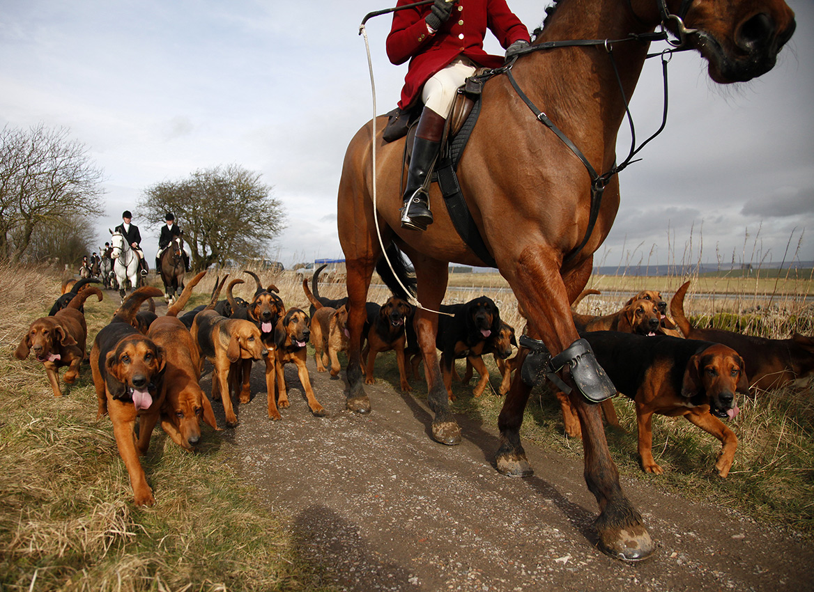 Deux anti-chasse condamnés pour le harcèlement d’un suiveur de la chasse à courre de Rambouillet