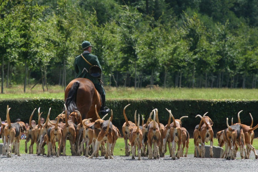 Affaire du cerf en gare de Chantilly : les chasseurs font appel de la décision de justice