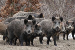 Vidéo : une compagnie de sangliers entière au ferme