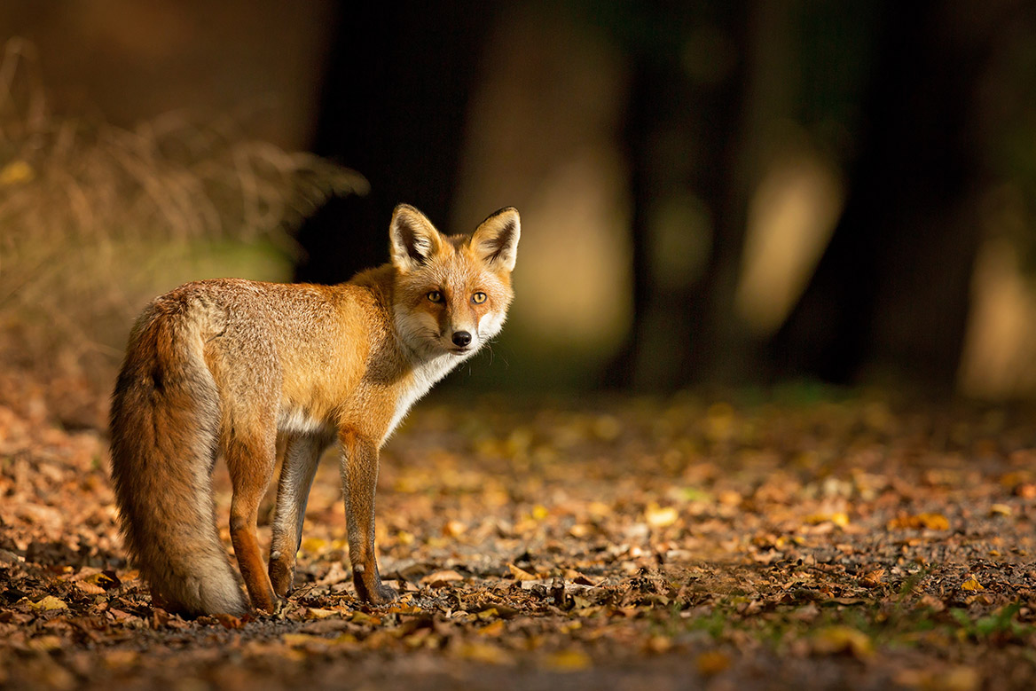 Deux-Sèvres : des municipalités projettent d’empêcher le piégeage des renards