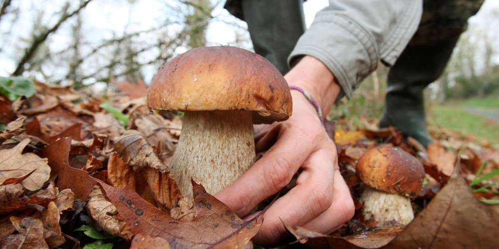 Le propriétaire d’un bois agressé par un cueilleur de champignons